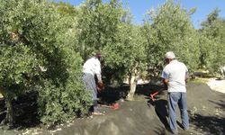 Yılın ilk sofralık zeytin hasadı başladı   