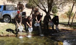 Kahramanmaraş'ta 5 bin kırmızı benekli alabalık yavrusu Terbüzek Çayı'na bırakıldı