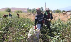 Depremzede tarım işçilerinin zorlu pamuk mesaisi  