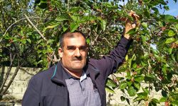 Yeniden meyve verdi  