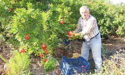 Hasadı devam eden narda 20 bin ton rekolte bekleniyor