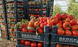 Türkiye’nin domates deposu Türkoğlu ilçesi oldu 