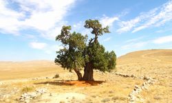 Kahramanmaraş'ta yalnız ardıç ağacı   