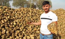 Kahramanmaraş’ta  şeker pancarı hasadı başladı