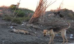 Otomobilini köpeğin üzerine sürdü