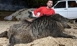 Bahçesine gelen 400 kilo dev domuzu, 7 yılın sonunda öldürdü  