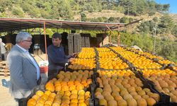  Trabzon hurması çiftçinin yüzünü güldürüyor 