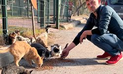 Kahramanmaraş'ta ‘Enkaz’ isimli kedileri enkaz bölgesinde besliyor
