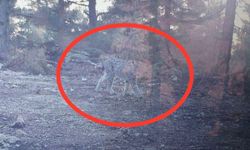 Nesli tükenmekte olan vaşak fotokapanla görüntülendi