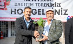 Büyükşehir Belediyesinden çiftçilere incir fidanı desteği   