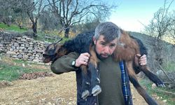 Kurt sürüye daldı küçükbaş hayvanları telef etti 