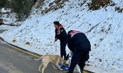 Jandarma, kış şartlarında sokak hayvanlarını unutmadı   