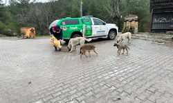 Jandarma sokak hayvanlarını besledi 