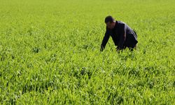 Buğday Verimi Artıyor: Çiftçiler Umutlu