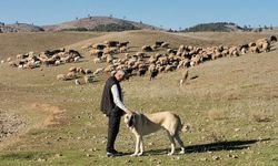 Deprem Bölgesinde Hayvancılığa Destek!