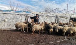 Kahramanmaraş’ta 30 bin lira ücretle çoban arıyor