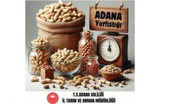 Adana yerfıstığı üretiminde Türkiye birincisi oldu