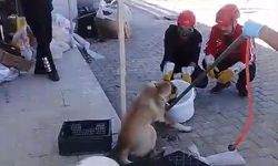 Ayağı korkuluk demirine saplanan köpeği itfaiye kurtardı