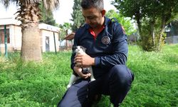 Kahramanmaraş’taAğaçta mahsur kalan kediyi itfaiye ekipleri kurtardı
