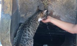 Kahramanmaraş’ta Susayan kediye elleri ile su içirdi