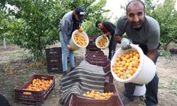 Enkaz kentte kayısı hasadı: Tarladan 20 TL'ye yurt içine, 25 TL'den yurt dışına satılıyor