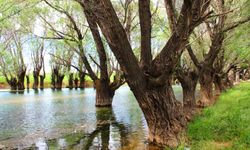 Kahramanmaraş'ta asırlık söğüt ağaçları yıllara meydan okuyor