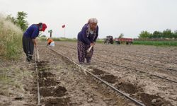 Osmaniye'de “Yerli Yerinde Biberiye Projesi” hayata geçirildi