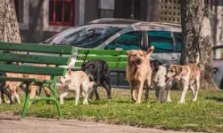 Avrupa'da sokak hayvanları ne yapılıyor? Avrupa'da köpek sorunu nasıl çözüldü?