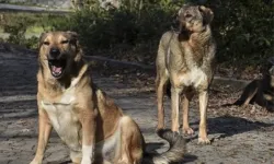 Sokak köpekleri uyutulacak mı? Sokak köpekleri neden uyutulacak? Sokak köpekleri kanunu neleri kapsıyor?