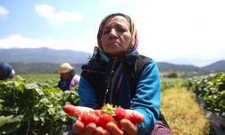 Kahramanmaraş'ta Devlet desteğiyle kurulan çilek bahçeleri göçü tersine çevirdi