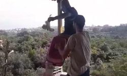 Yavru baykuşlar koruma altına alındı