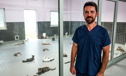 Sokak hayvanlarına klimalı konfor