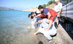 Kahramanmaraş'ta 916 bin Yavru Sazan Balığı Baraj Göllerine Bırakıldı