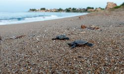 Manavgat’ta caretta caretta koruma çalışmaları sürüyor