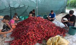 Biber salçası üretimi başladı