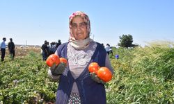 Kadınların domates hasadı başladı