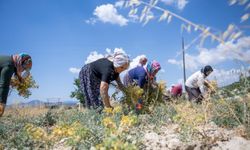 Mersin'de nohut hasadı başladı