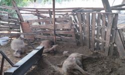 Ağıla kurt saldırdı: 2 koyun, 1 keçi telef oldu