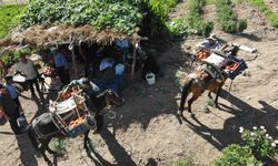 Kahramanmaraş'ta At ve katırlarla domates hasadı