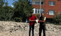 Kahramanmaraş'ta bitkin halde bulunan leylek korumaya alındı