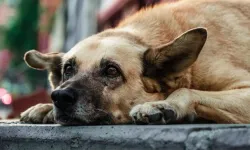 Altındağ'da ne oldu? Ankara- Altındağ'da köpeklerin vahşice öldürüldüğü ortaya çıktı!