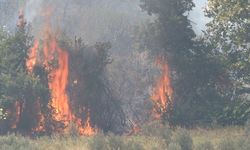 Altınözü'nde çıkan zeytinlik yangını itfaiye ekiplerin müdahalesiyle söndürüldü