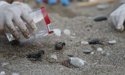 Caretta carettaların plastiklerle mücadelesi