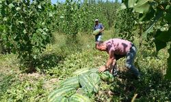 Mersin'de karpuz hasadı başladı