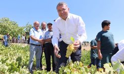 Silifke'de sofralık üzüm hasadı başladı