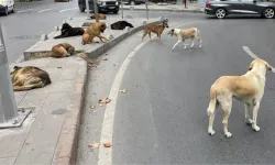 Sokak köpekleri tarafından öldürülen adam kimdir? Olay ne, nerede oldu?