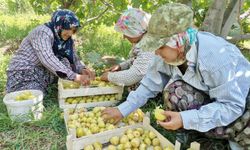 Kahramanmaraş’ta Verimsiz Araziler İncir Bahçelerine Dönüştürülüyor