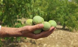 Kahramanmaraş'ın 'Yeşil Altın'ı Parladı