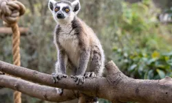 Lemur Türlerinin Korunmasına Farkındalık Yaratıldı