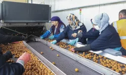 Yerli Cevizde Hasat Sezonu Başladı: 60 Bin Ton Rekolte Bekleniyor